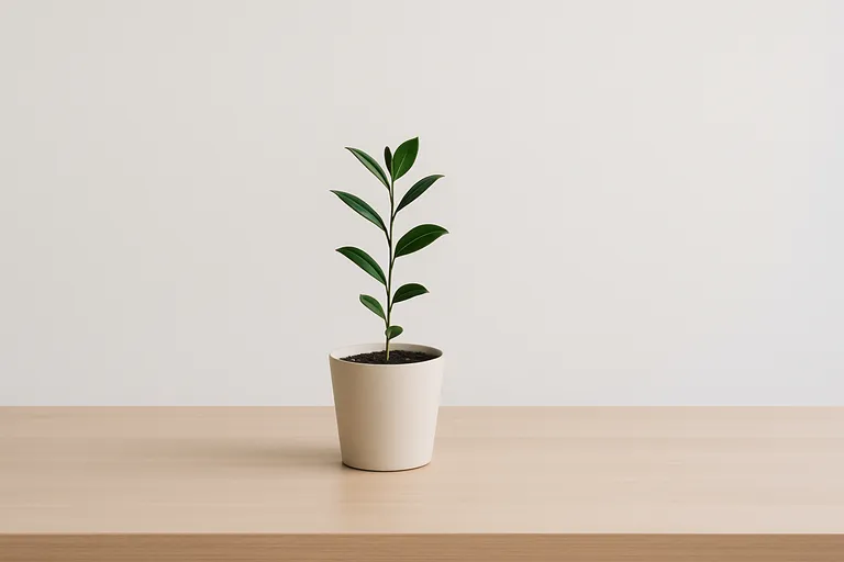 A small green plant in a beige pot centered on a light wooden table against a white background.